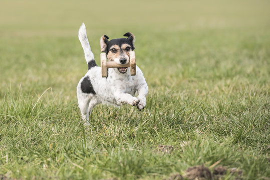 Jack Russell apportiert motiviert ein Apportierholz