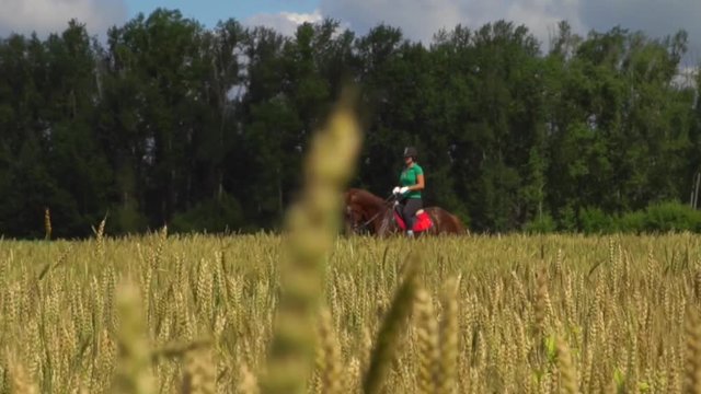 Young woman rider riding a horse on the field view throught the ears of wheat HD