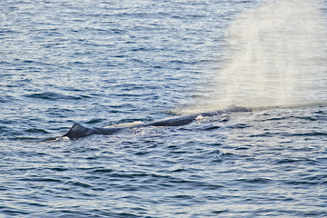 Naklejka premium Breathing Sperm Whale, New Zealand