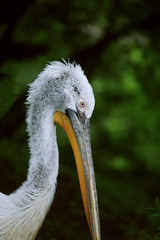 beautiful pelican head