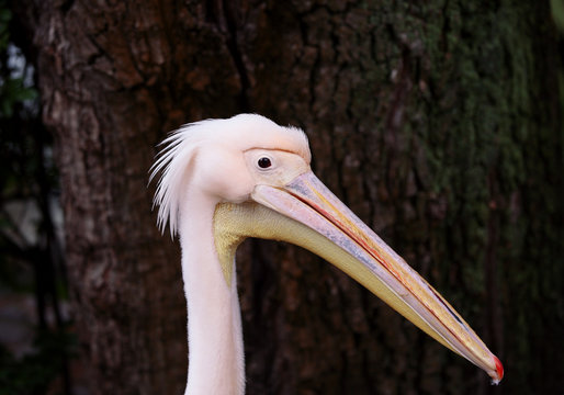 Pelican's head in profile