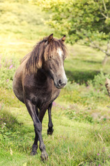 wild horse pony grazing on moorland