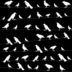 birds on wires picture