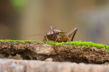 Close up House cricket (Acheta domestica)