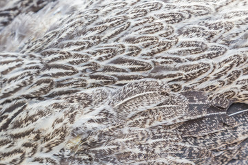 Bright brown feather group of some bird