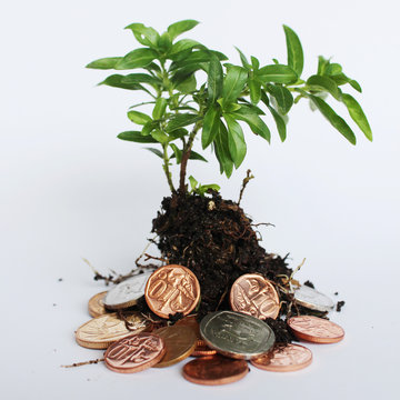 Invest, nurture and grow money: South African coins in soil with young plant