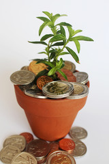 Invest, nurture and grow money: South African coins in young pot plant