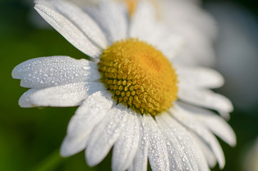 Fototapeta premium Утренняя роса на ромашке