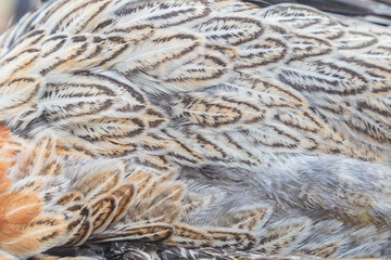 Bright brown feather group of some bird