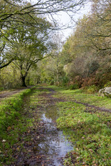 Fototapeta na wymiar A Wet Country View Along Rolle Road, Site of the Victorian Rolle Canal, Great Torrington, Devon.