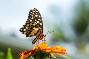 butterfly on red flower 