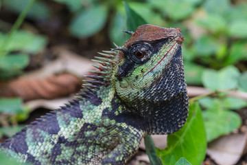 Green crested lizard, black face lizard