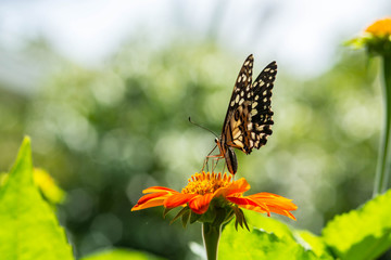 butterfly on red flower with bokeh background