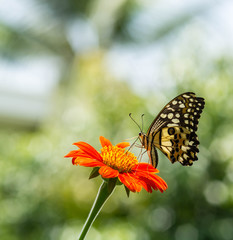 butterfly on red flower with bokeh background