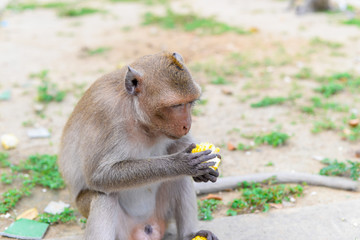 Closeup monkey on mountain