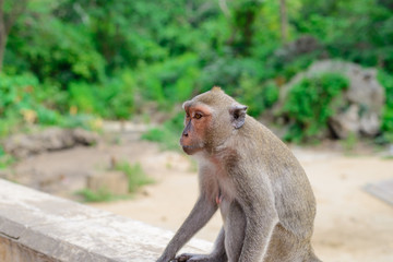 Closeup monkey on mountain