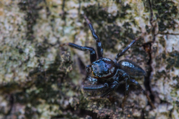 close up spider in forest