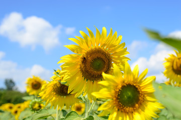 Obraz premium Sunflowers fields with mountain on beautiful sky background