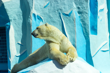 Красивый полярный медведь лежит на льдине 