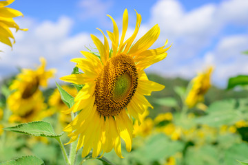 Closeup sunflower with beautiful sky