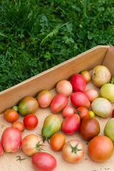 many colorful tomatoes with different size background in a wooden tray on green grass