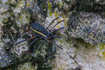 Harvestman spider or daddy longlegs