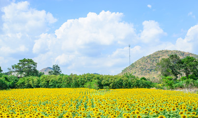 Sunflowers fields with mountain on beautiful sky background