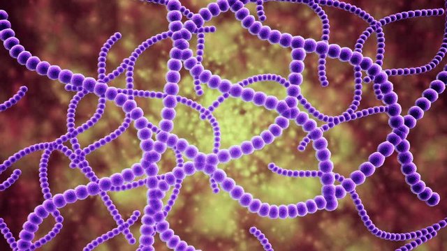 Microscopic visualization of Streptococcus pneumoniae, 