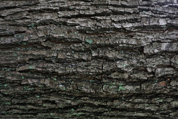 dark bark tree texture