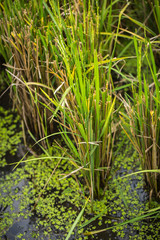 Fototapeta premium green rice plant in the water, green grass, Thai baby jasmine rice plant in the rice field.