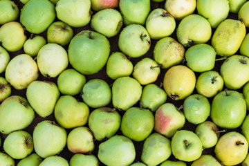 Organic green apples background. Top view