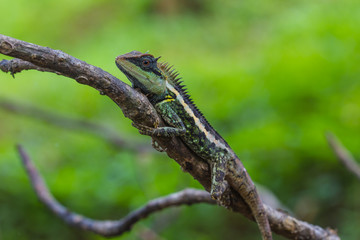 Green crested lizard, black face lizard