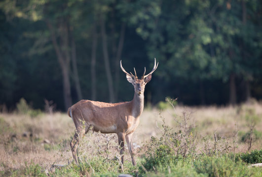 Red deer standing in forest