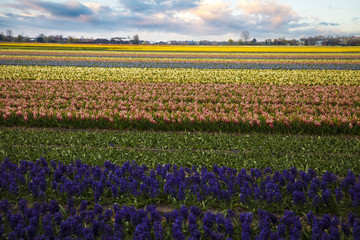 Hyacinth. flower fields in Netherlands.