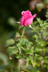 Obraz premium Rosebud in garden