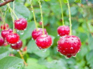 Red cherry berries on a tree branch with water drops. The background is blurred