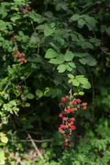 Cespuglio di rovo selvatico con frutti maturi