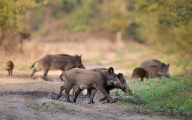 Group of wild boars in forest