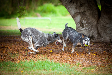 Blue Healer Dogs fight over a ball