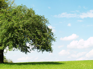half apple tree in summer season