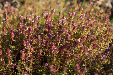 Thyme (wild basil)