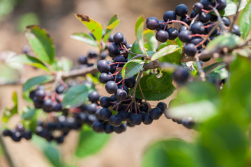Branch aronia