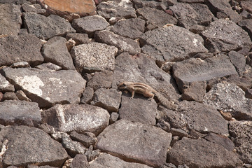 chipmunk funny animal Fuerteventura island Canarian Islands