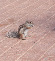 chipmunk funny animal Fuerteventura island Canarian Islands