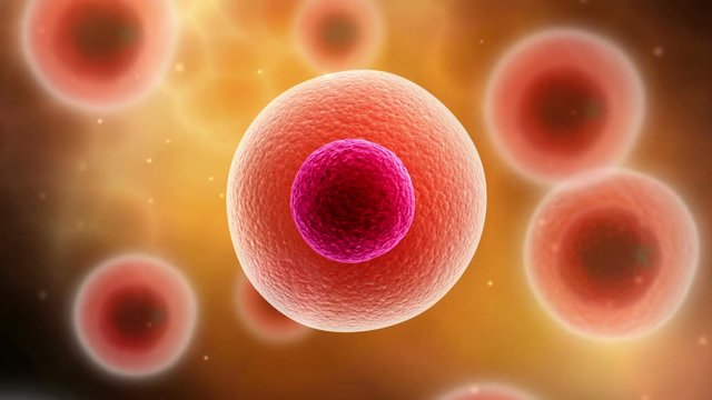 Microscopic visualization of cell division.