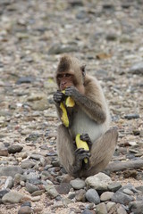 маленькая обезьянка, которая один желтый банан ест, а второй держит задними лапами. Фото сделано на одном из островов в Тайланде.