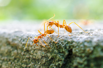 Red Ant