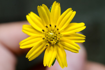 Yellow flower