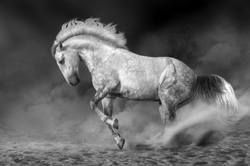 Grey andalusian horse in motion at dramatic background