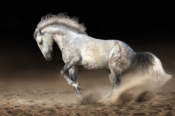 Fototapeta na wymiar Grey andalusian horse in motion at dramatic background
